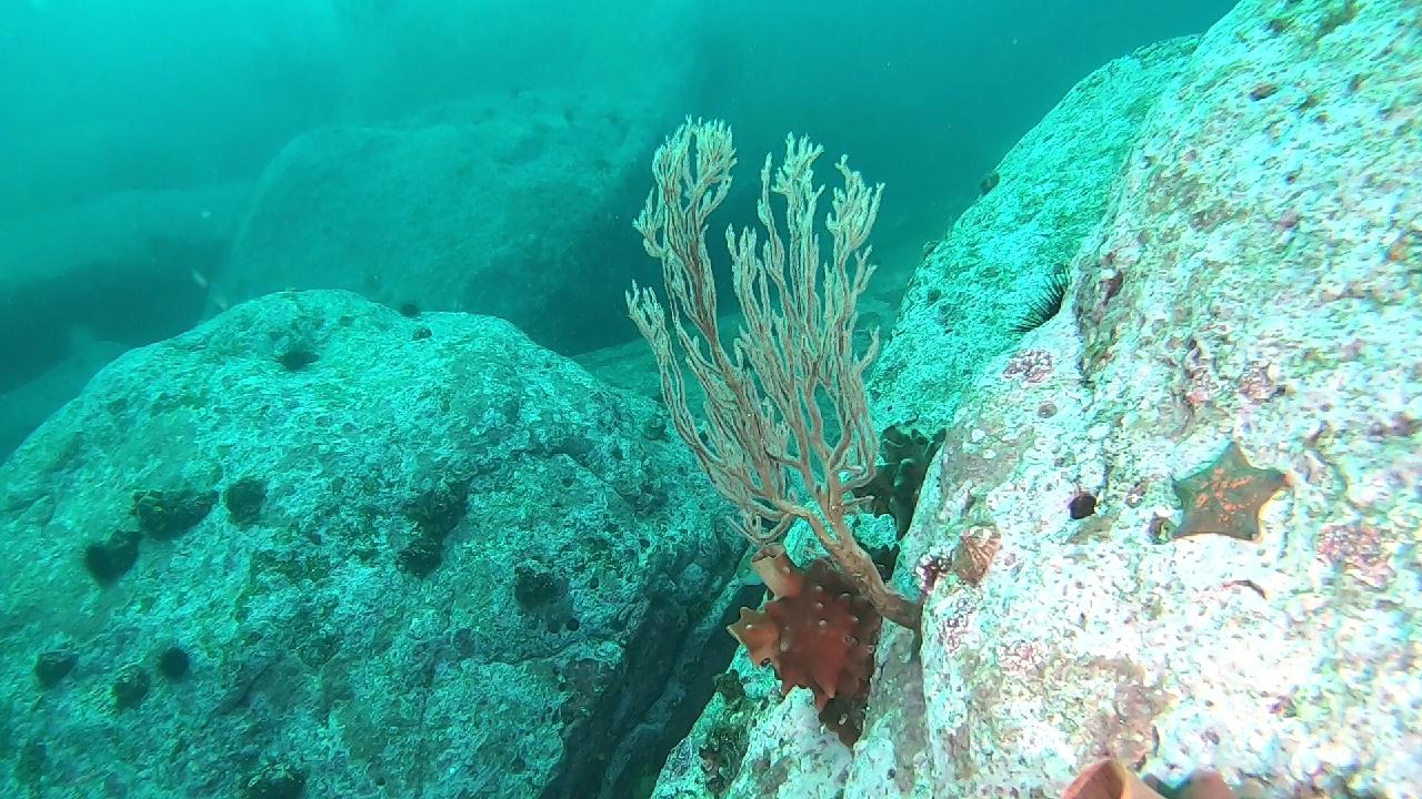 양양 칸다이브_얕은짬