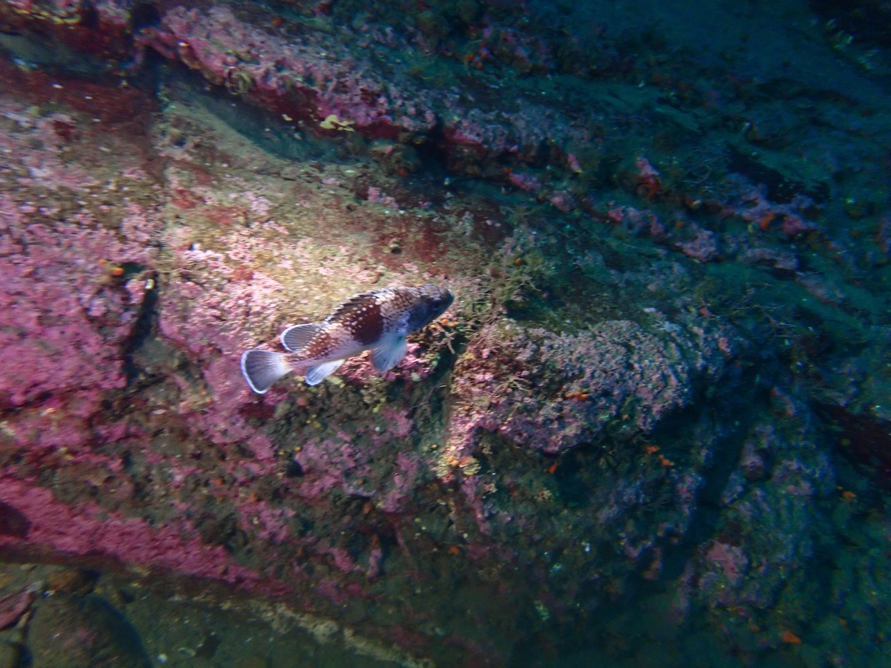 양양 칸다이브_얕은짬