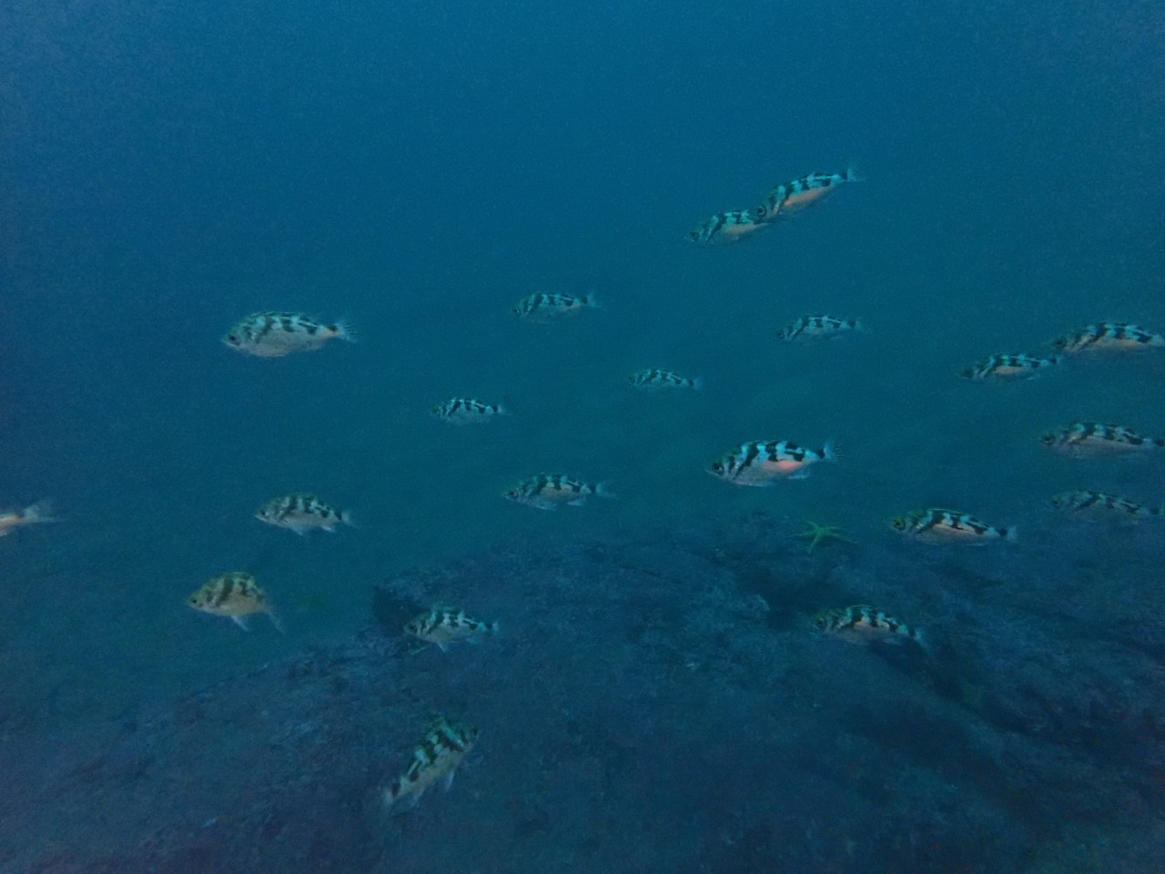 양양 칸다이브_휴휴암 먼곳 어초