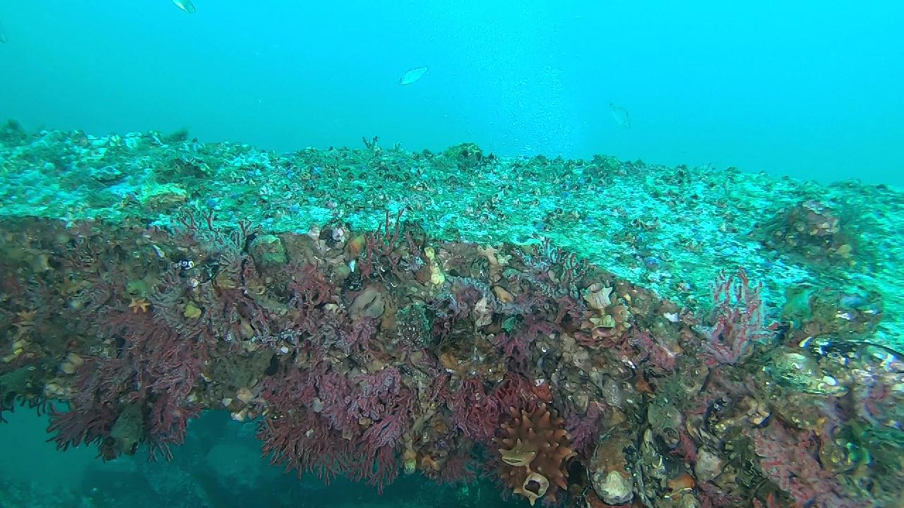 양양 칸다이브_휴휴암 먼곳 어초