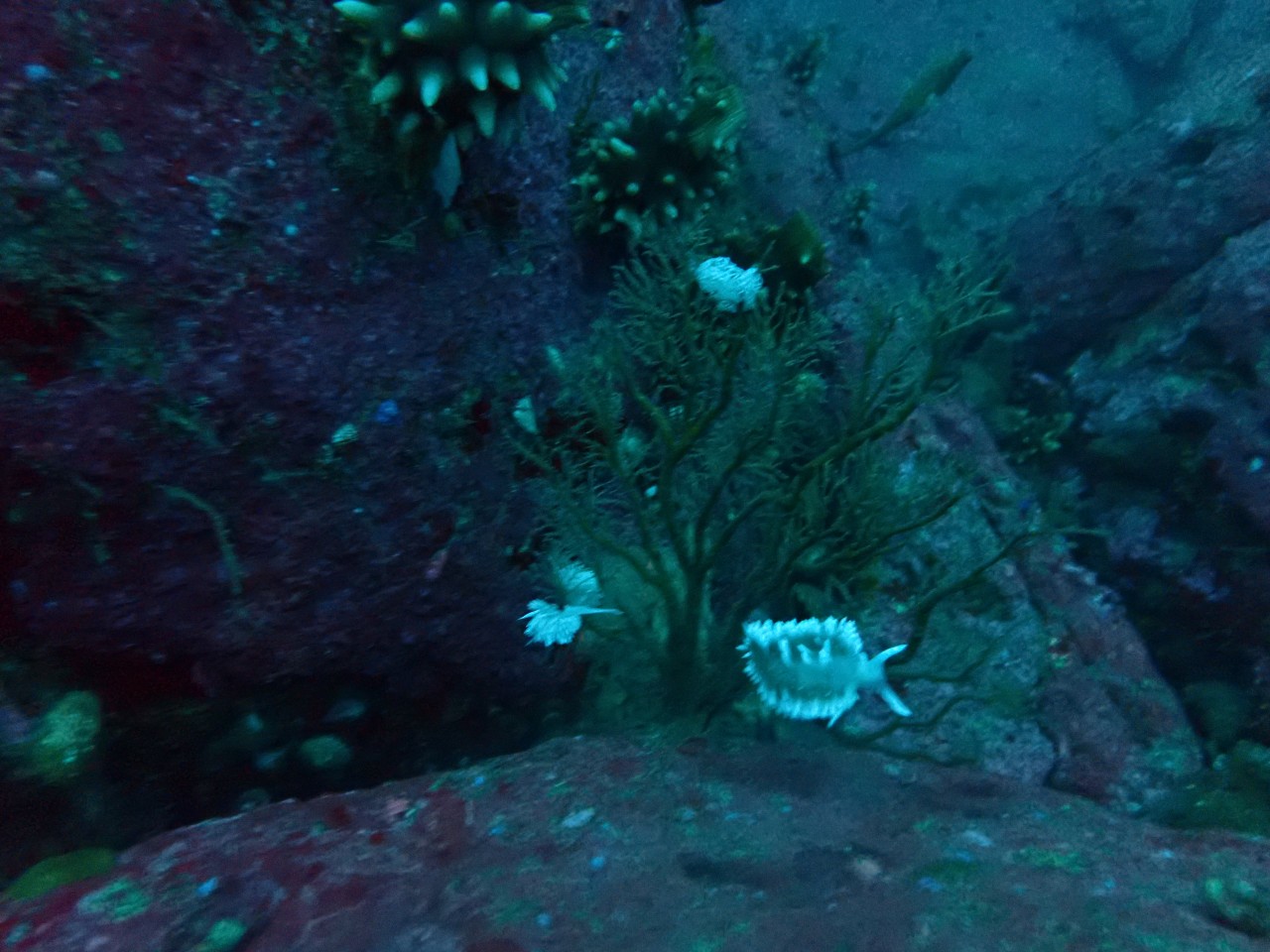 양양 칸다이브_휴휴암 먼곳 어초