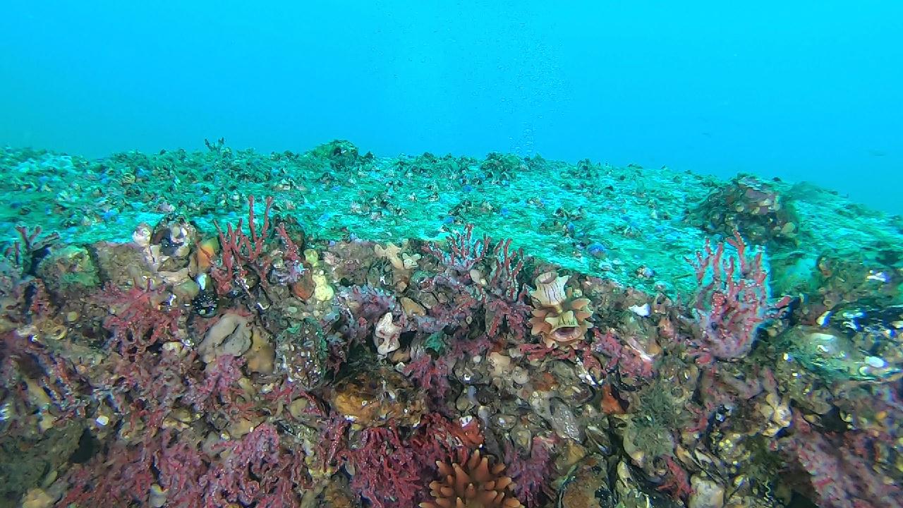 양양 칸다이브_휴휴암 먼곳 어초