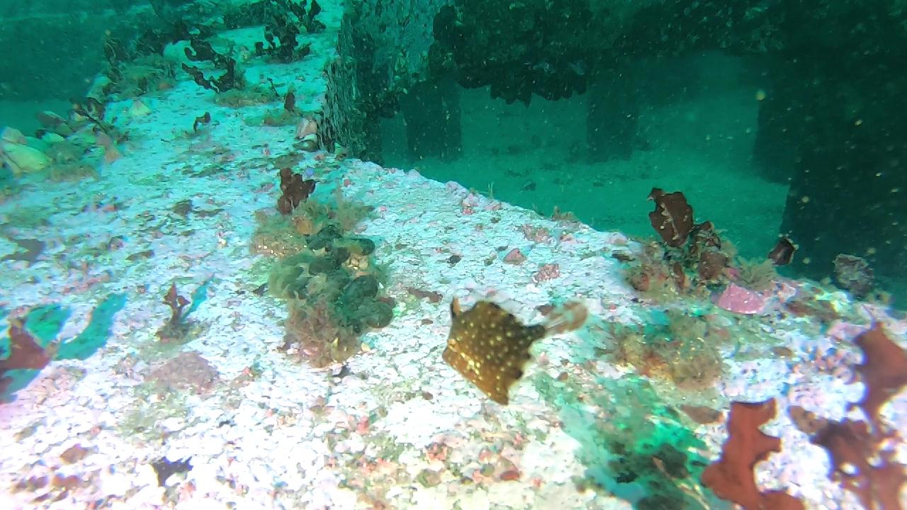 양양 칸다이브_휴휴암 먼곳 어초