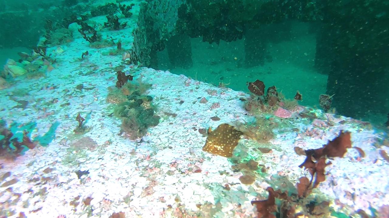 양양 칸다이브_휴휴암 먼곳 어초