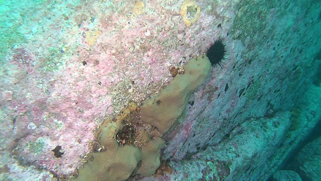 양양 칸다이브_얕은짬