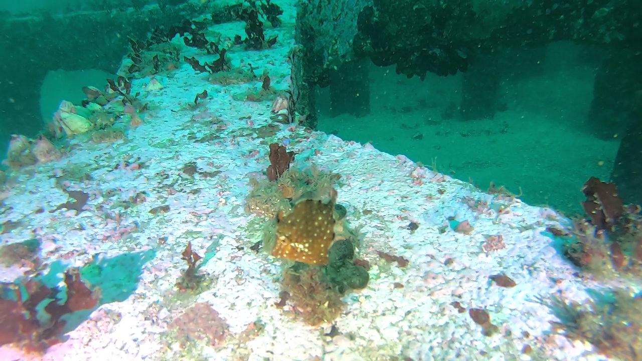 양양 칸다이브_휴휴암 먼곳 어초