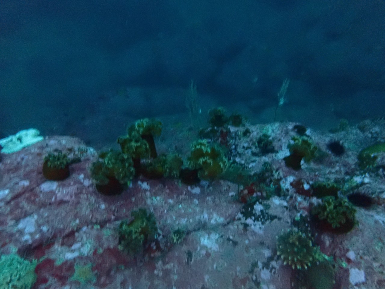 양양 칸다이브_휴휴암 먼곳 어초