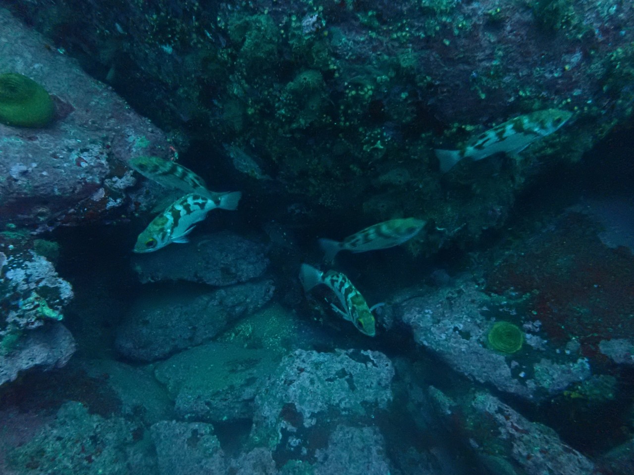 양양 칸다이브_얕은짬