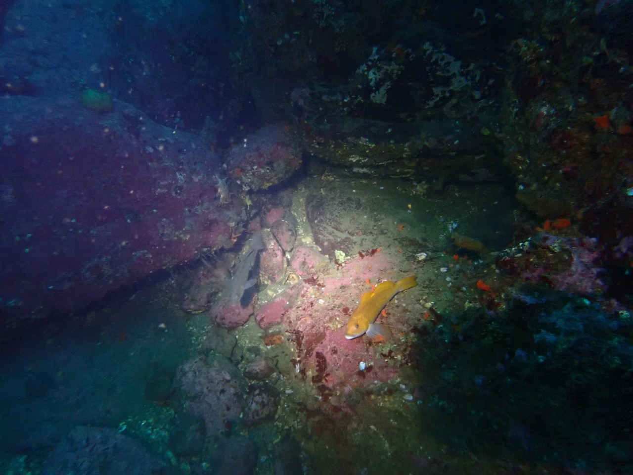 양양 칸다이브_휴휴암 먼곳 어초