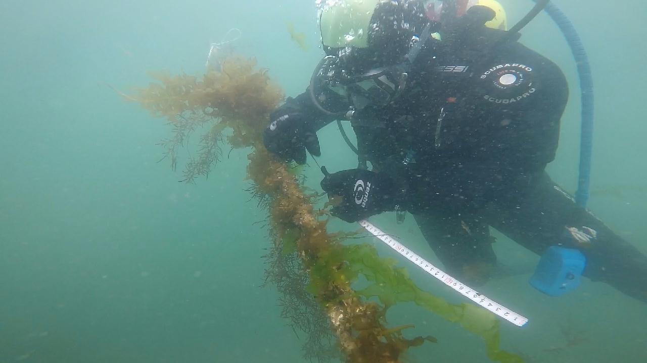 경상대학교 해양식물자원학연구실 과학잠수조사