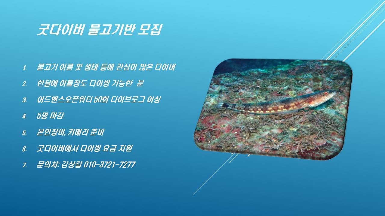 물고기반 모집