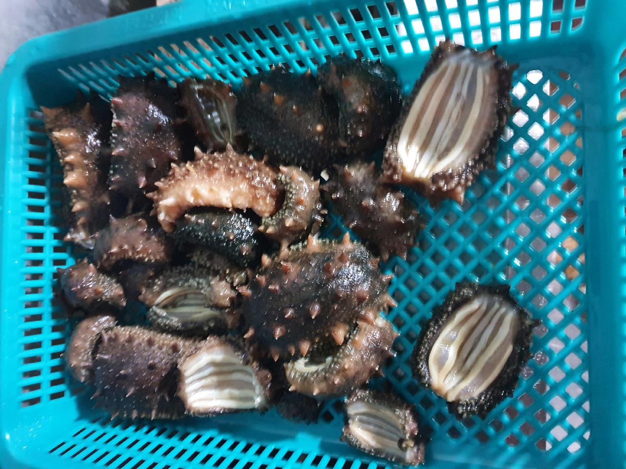 양양 칸다이브_ 21 구정