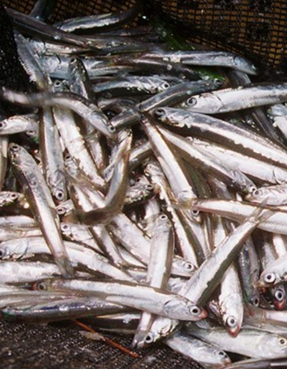 멸치