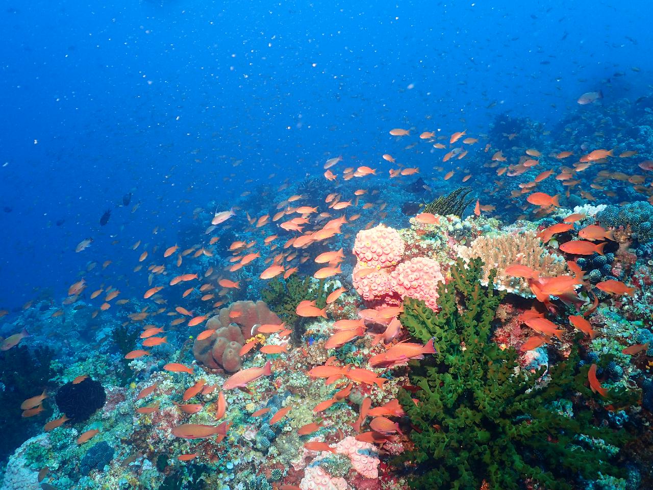 필리핀 아닐라오 - 베아트리체 포인트