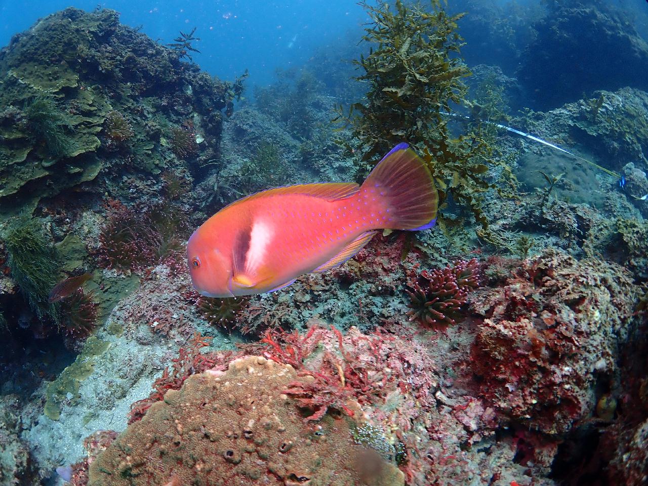 제주도 서귀포 섶섬 - 작은 한개창 포인트