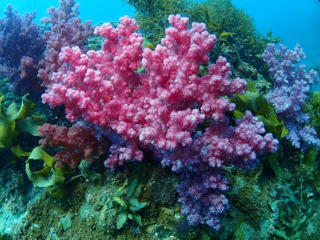 제주도 서귀포 섶섬 - 작은 한개창 포인트