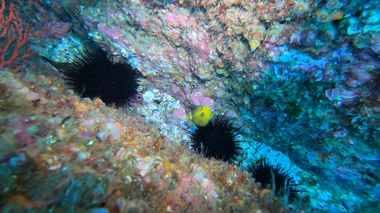 경북 울진 왕돌초 - 새짬