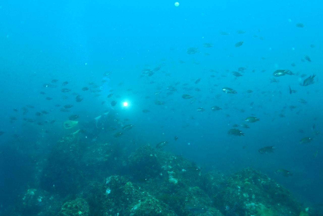 경북 울진 왕돌초 - 중짬