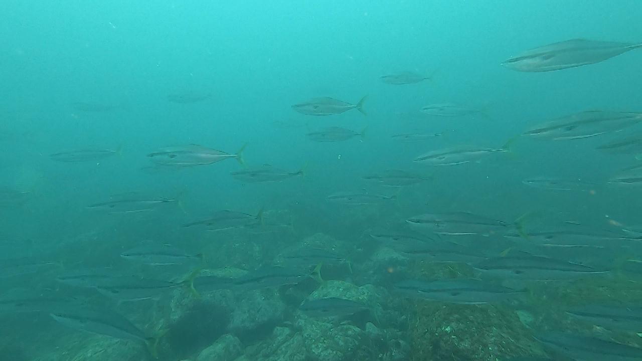 경북 울진 왕돌초 - 새짬