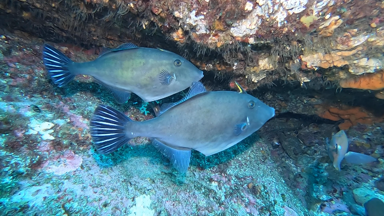 여기는 경북 울진 왕돌초 입니다.