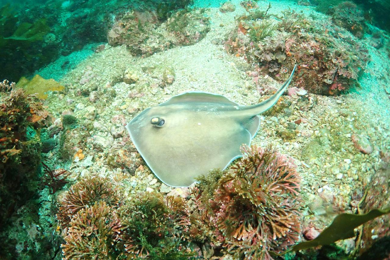 제주도 서귀포 산호정원