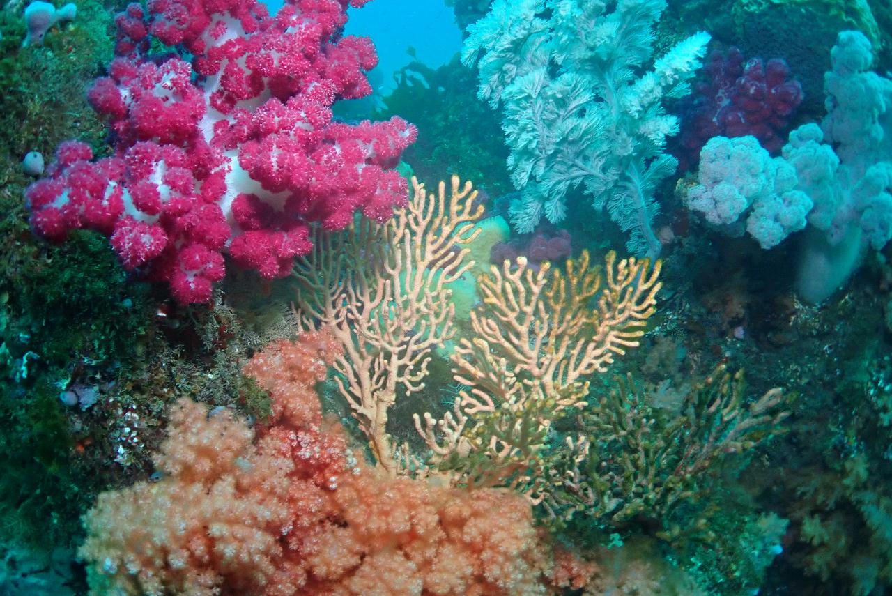 제주도 서귀포 산호정원