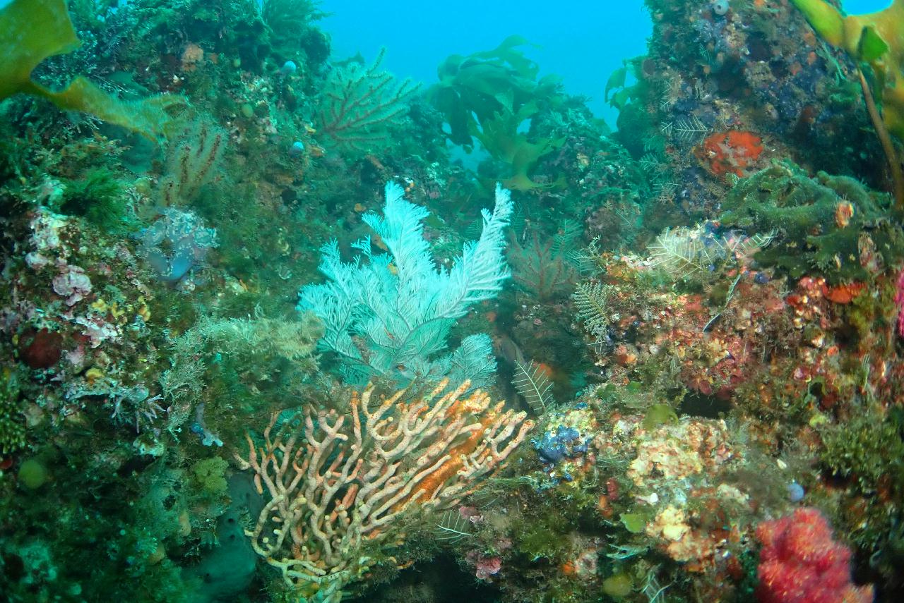 제주도 서귀포 산호정원