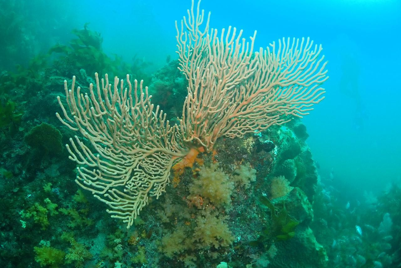 제주도 서귀포 산호정원