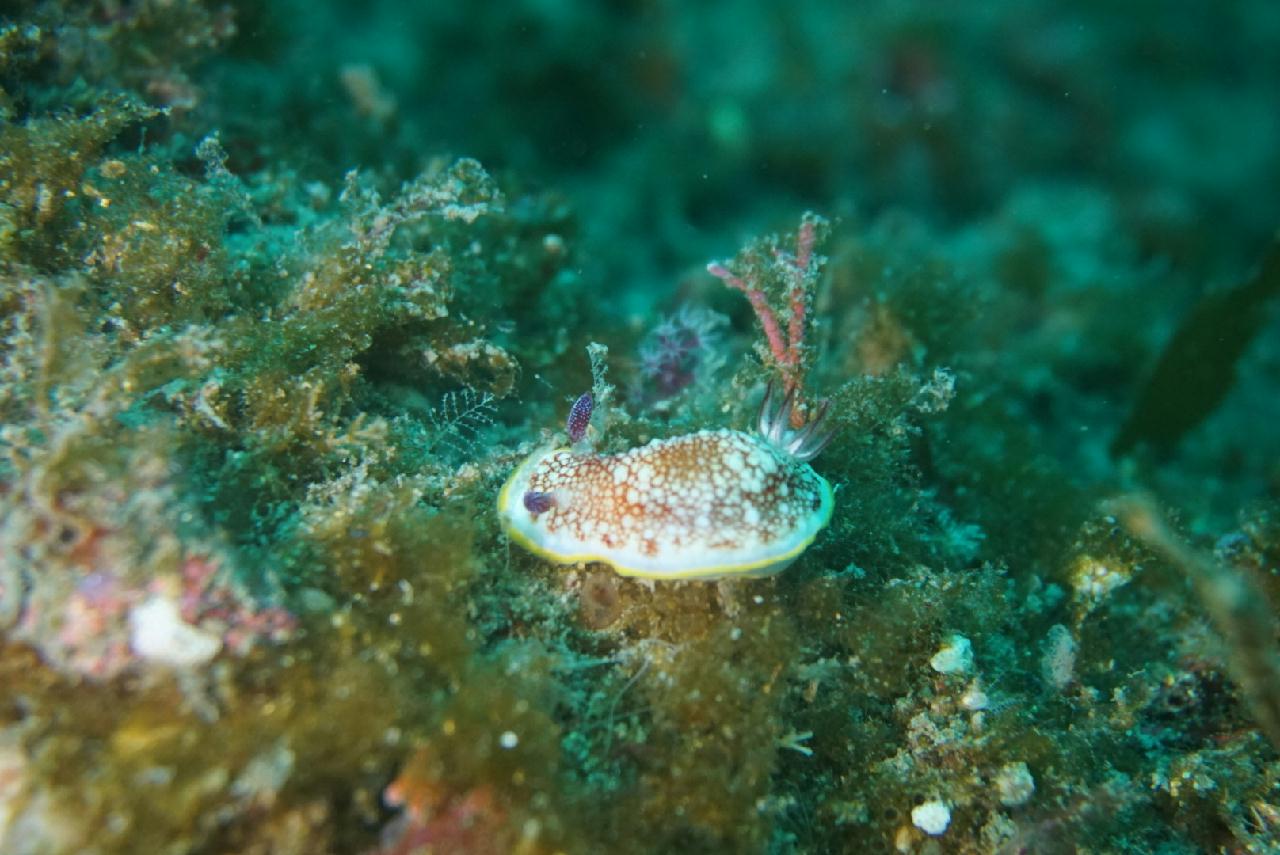 제주도 서귀포 - 문섬 동남쪽