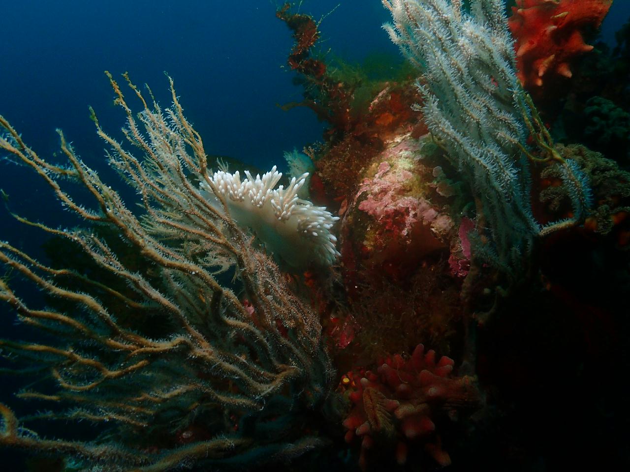 어드벤스드 오픈워터 다이버(자격증)