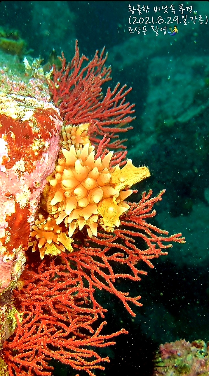 단체(5명) 다이빙 경험