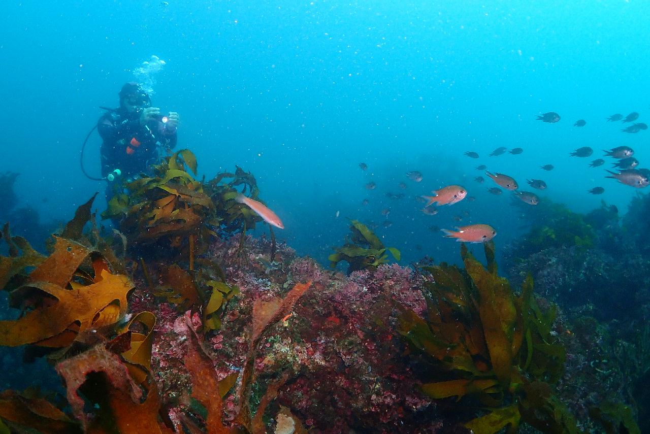성산 다이빙 - 죽은여(섬여)