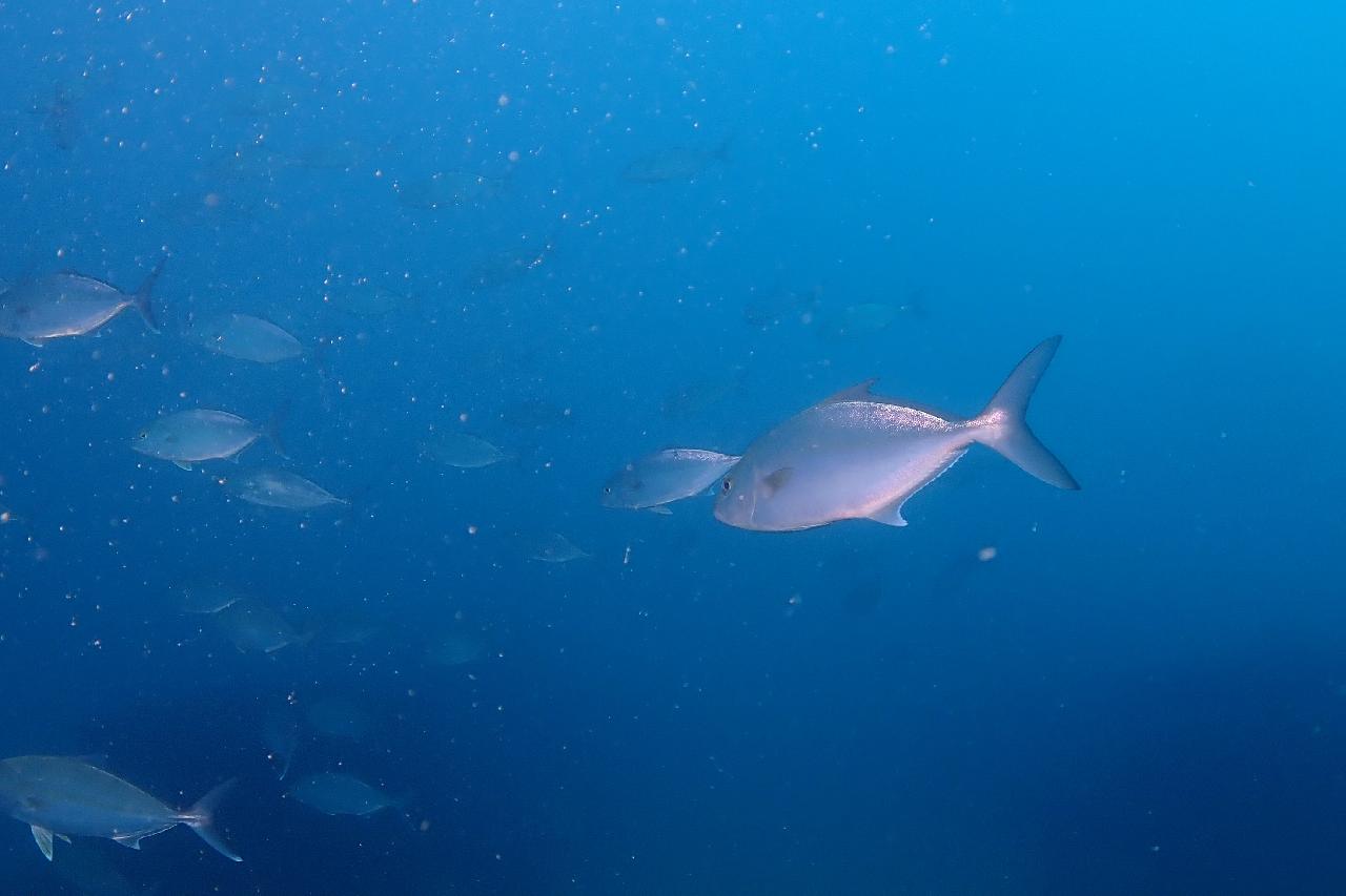 드라이 슈트 실습을 겸한 펀다이빙