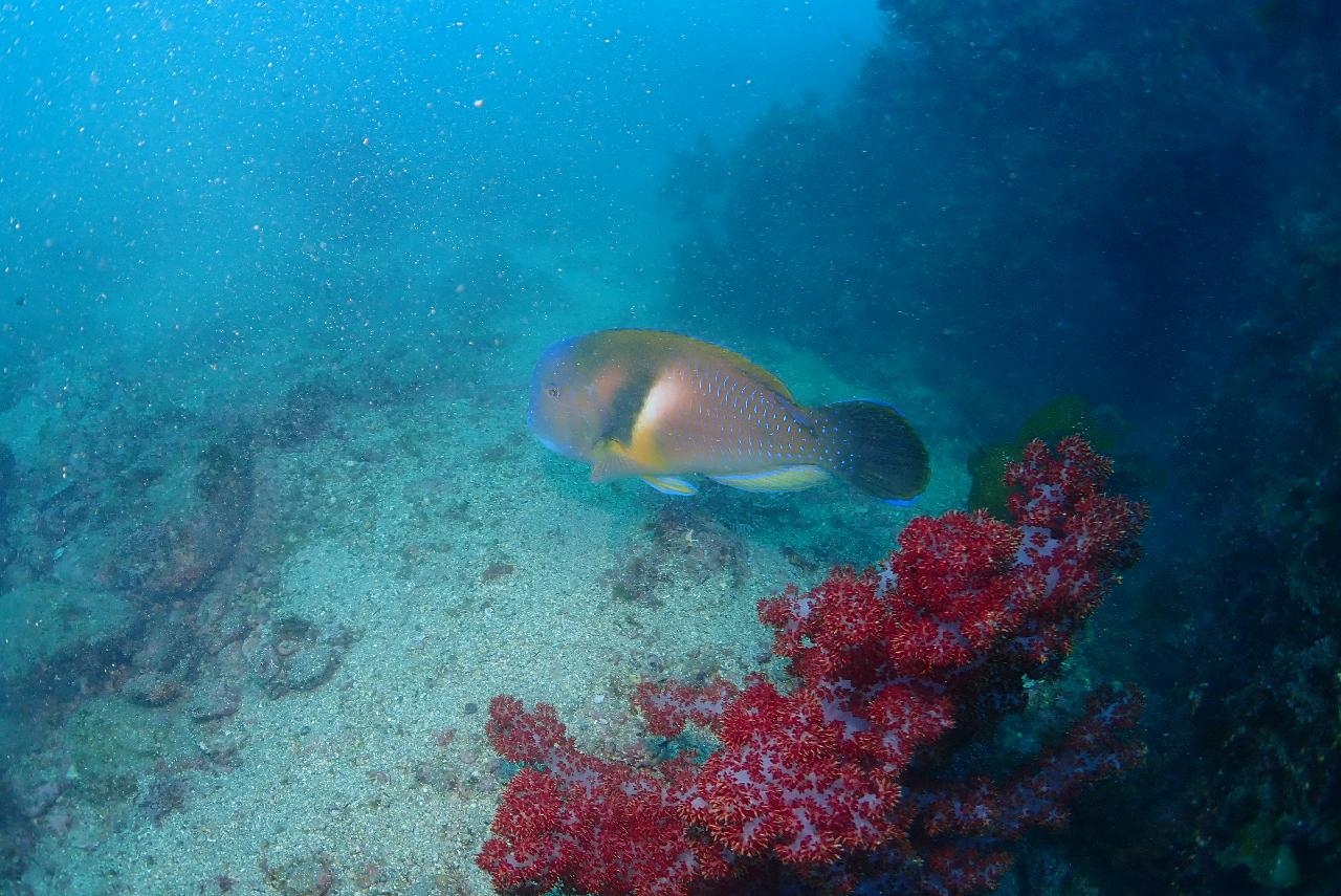드라이 슈트 실습을 겸한 펀다이빙