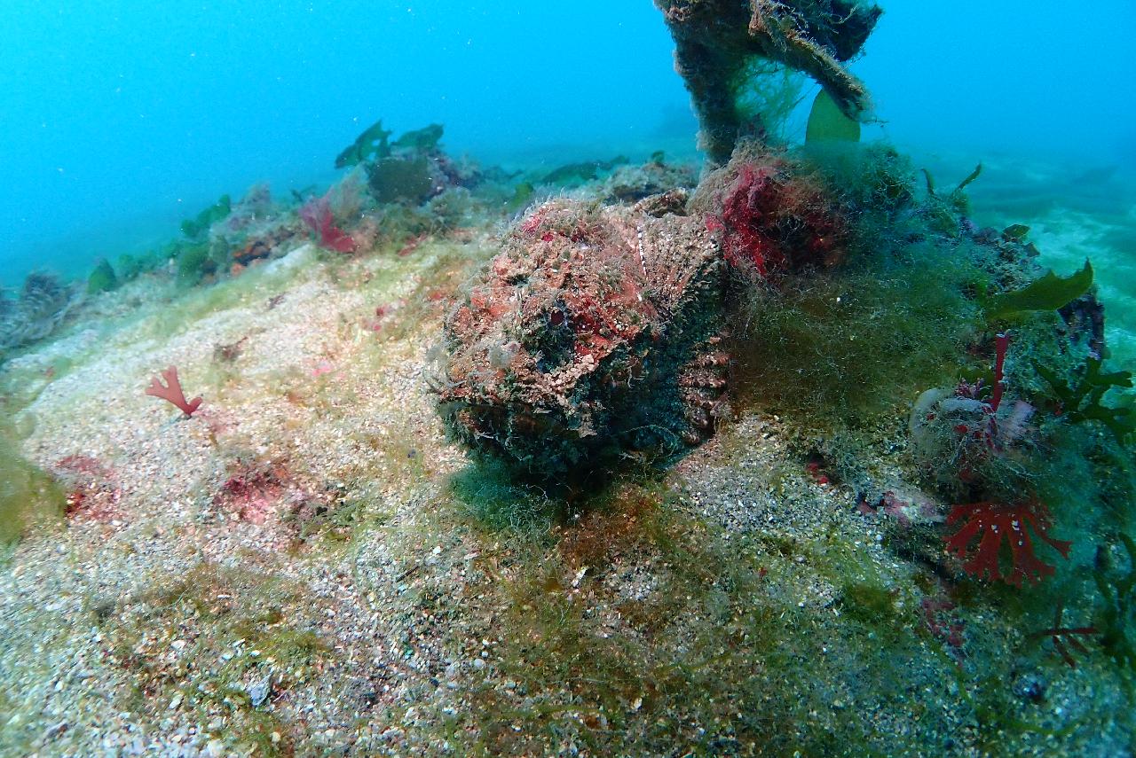 드라이 슈트 실습을 겸한 펀다이빙
