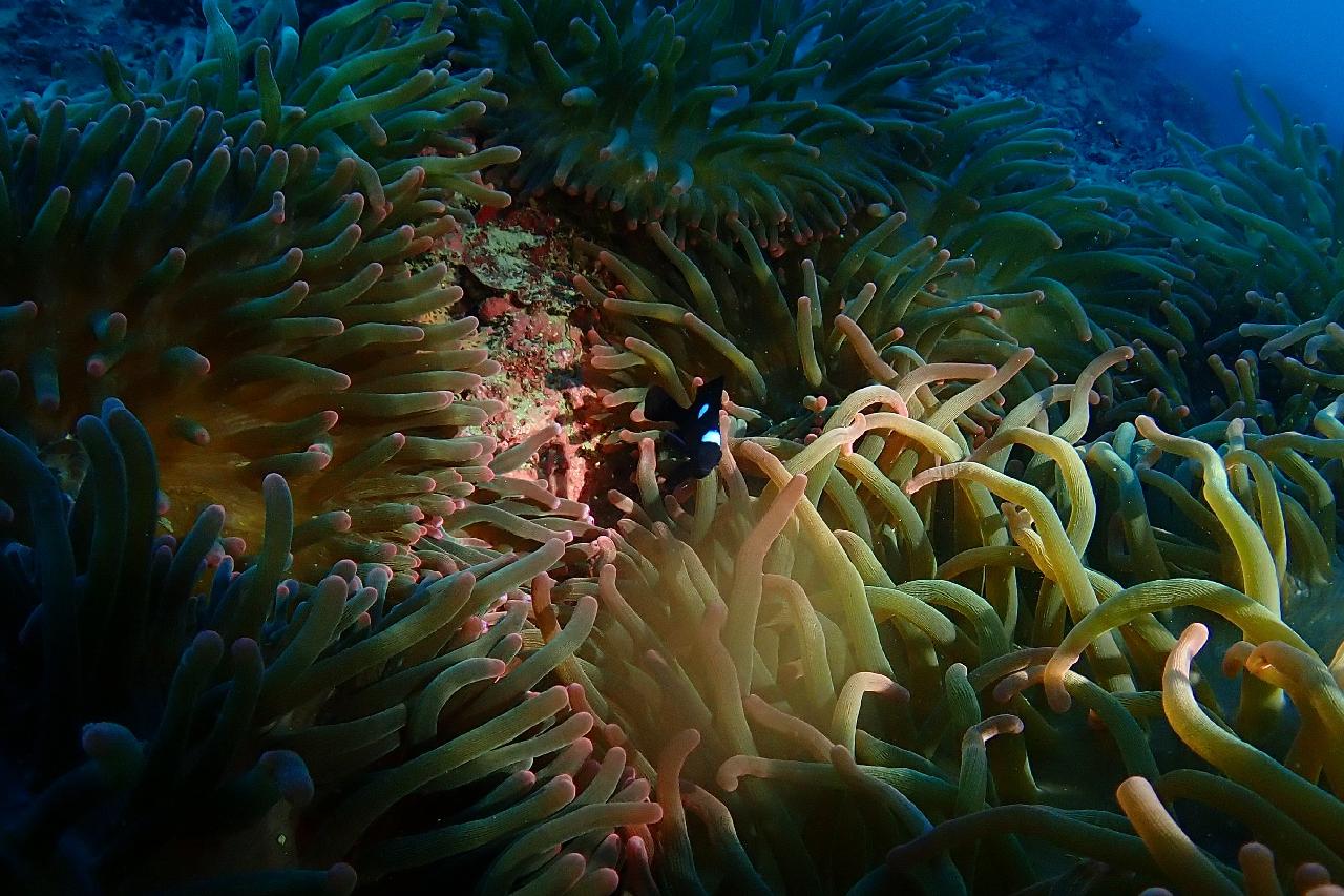 드라이 슈트 실습을 겸한 펀다이빙