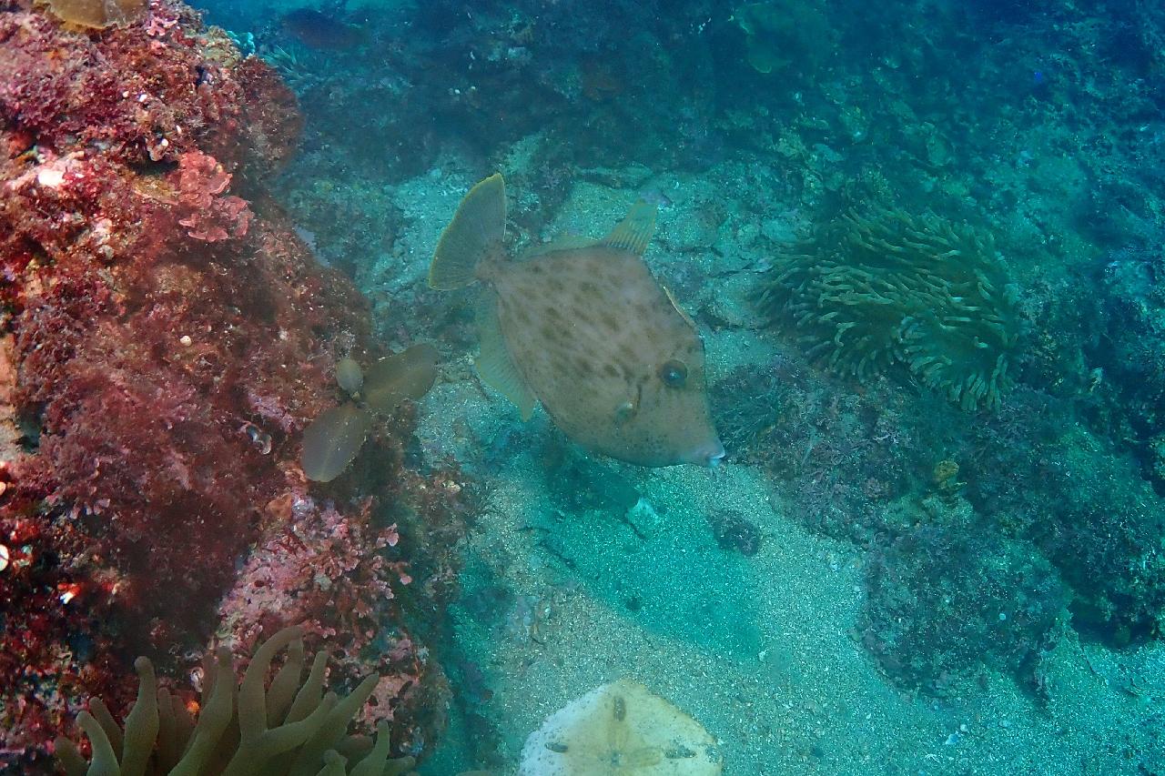 드라이 슈트 실습을 겸한 펀다이빙