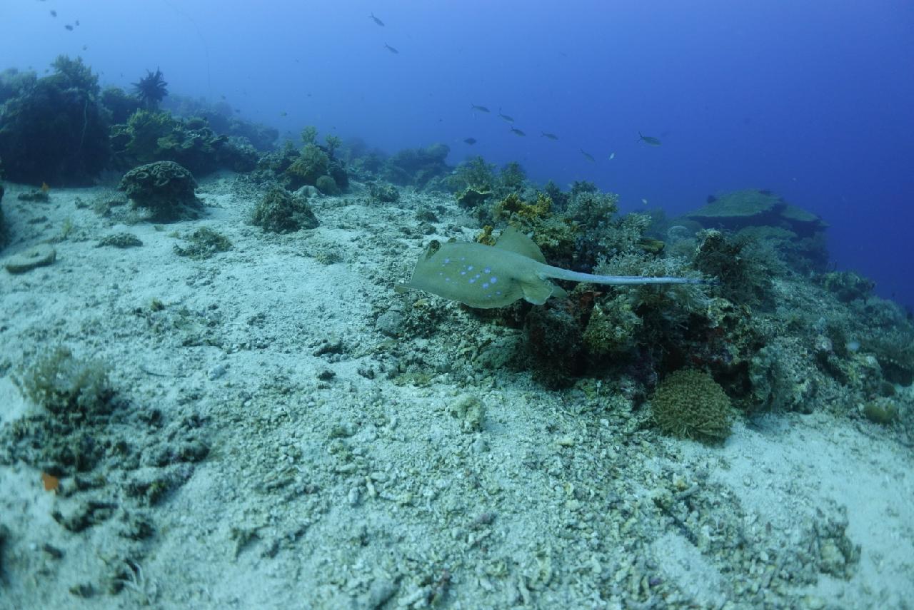 거북이. ㄷㅐ박