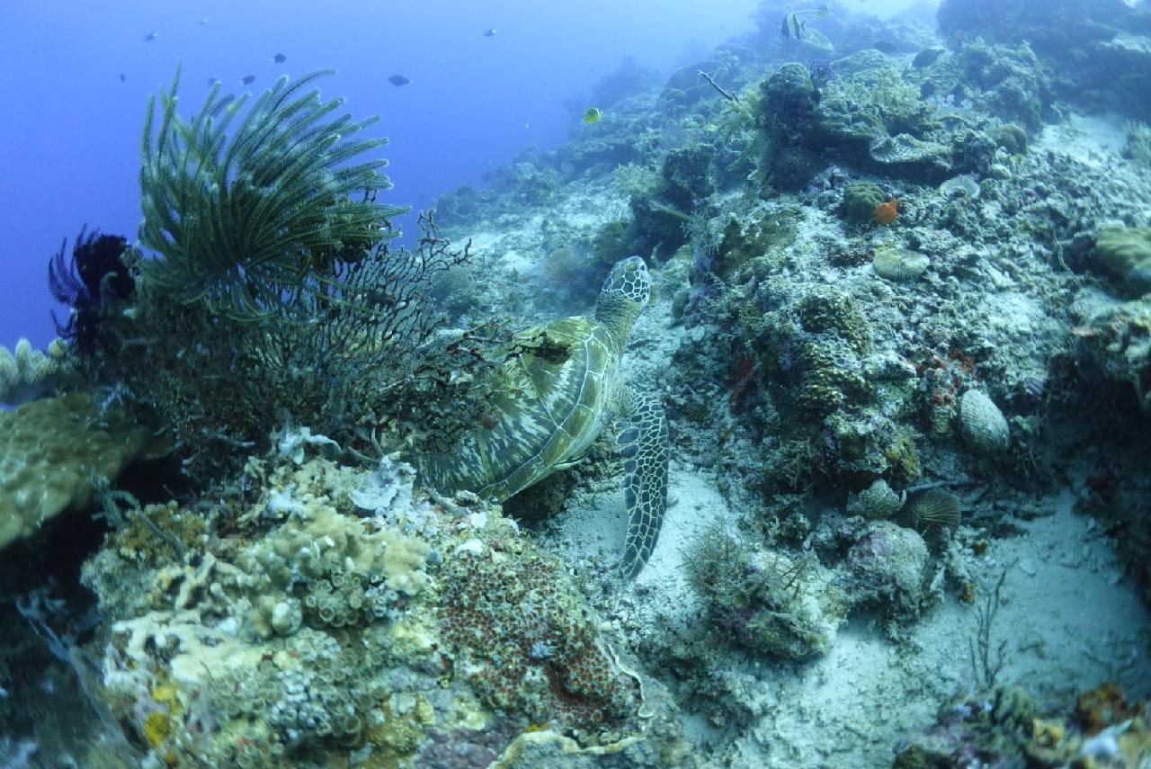 거북이. ㄷㅐ박