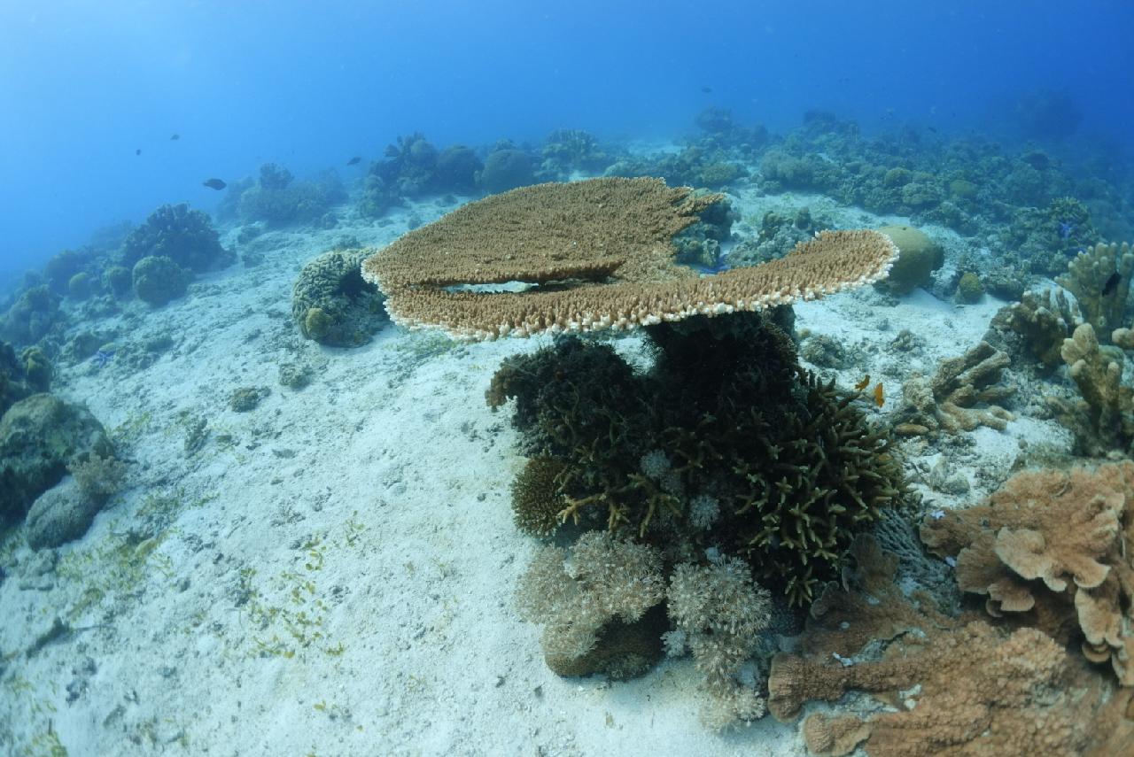 거북이. ㄷㅐ박