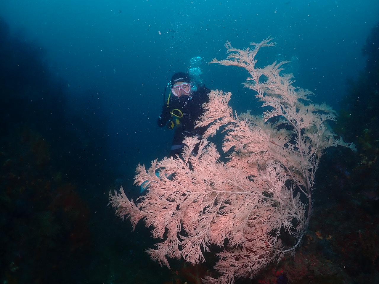 제주도 두번째 다이빙 - 너알