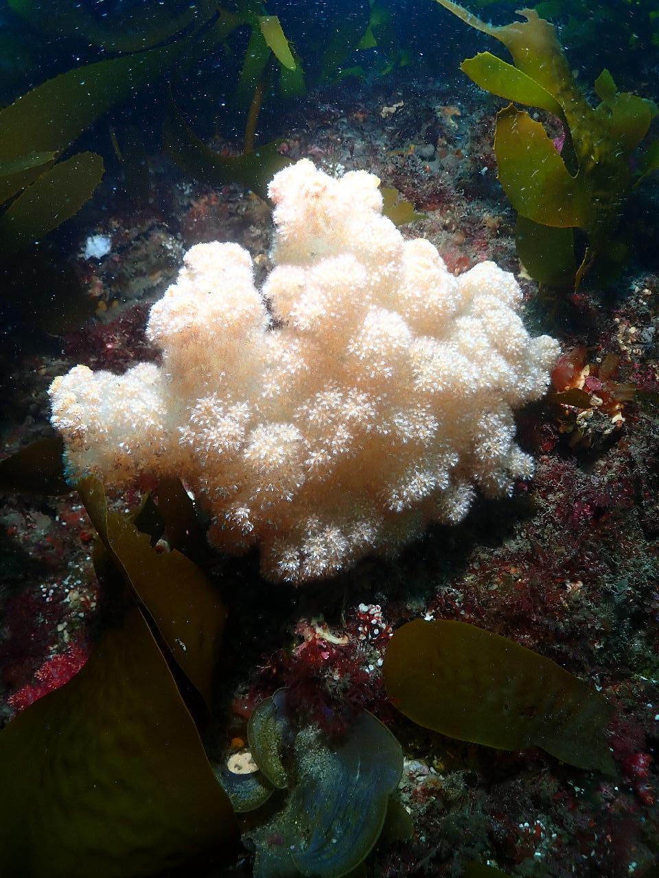 제주도 네번째 다이빙 문섬 새끼섬