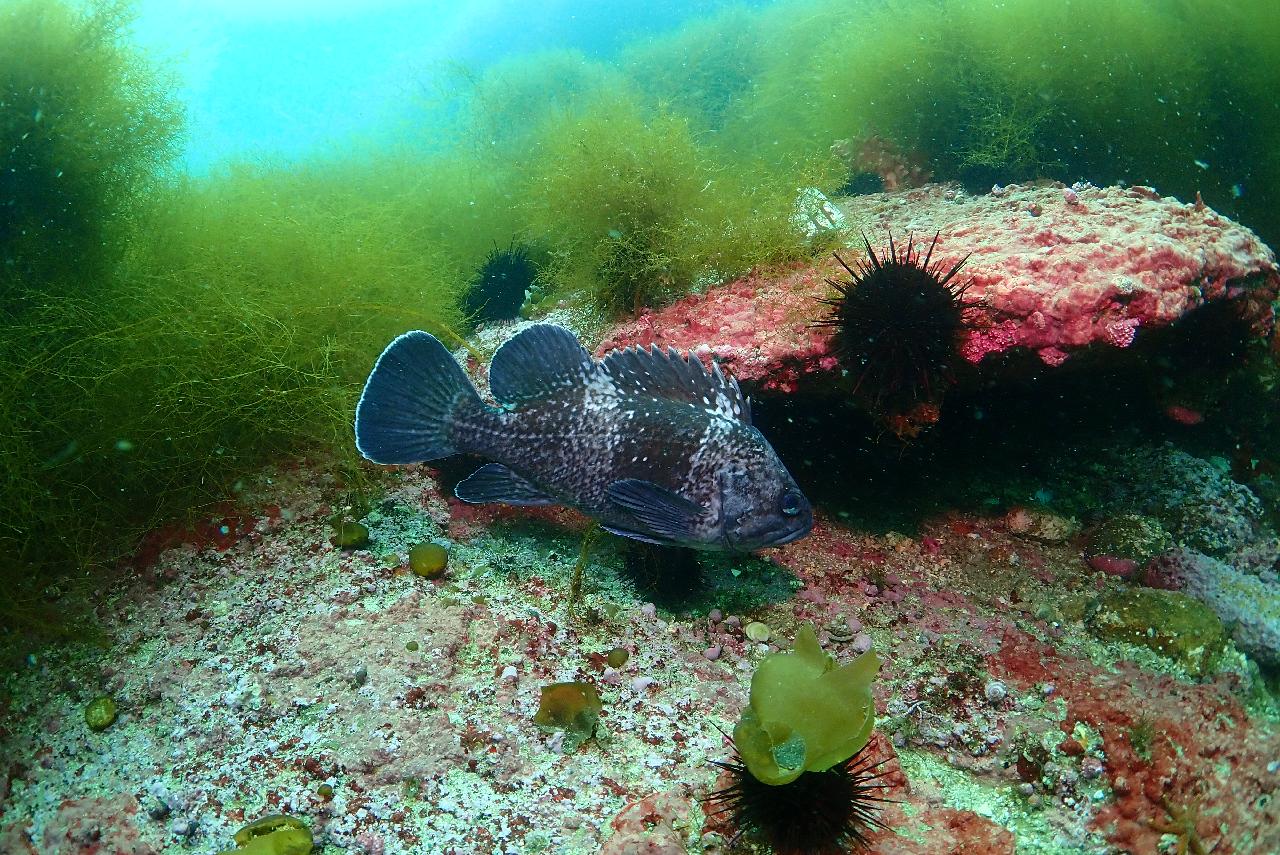 동해안에 흔한 조피볼락(우럭) -> 띠볼락