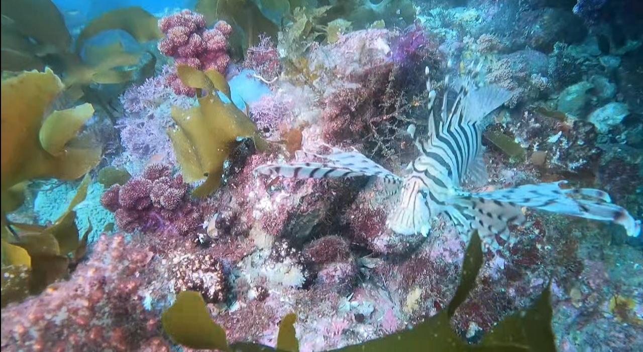 복귀 다이빙 2탱크
