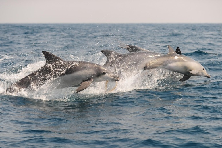 제주도에는 삼팔이, 춘삼이 복순이 외에도 많은 남방큰돌고래가 있습니다