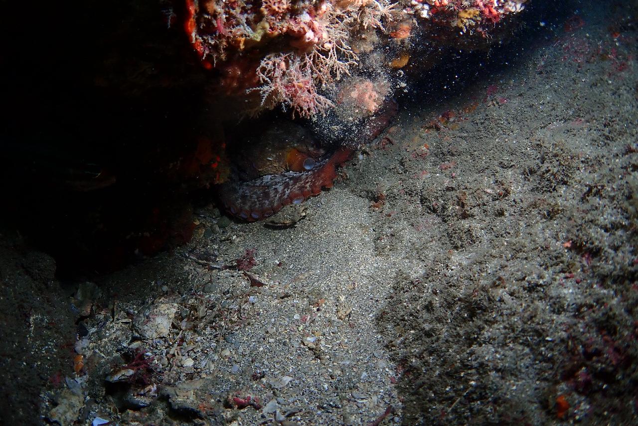 서귀포 섶섬 작은 한개창에서 크라켄(문어)과 조우