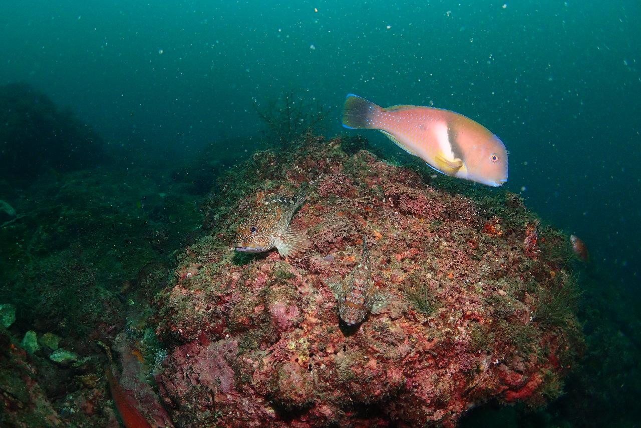 서귀포 섶섬 작은 한개창에서 크라켄(문어)과 조우