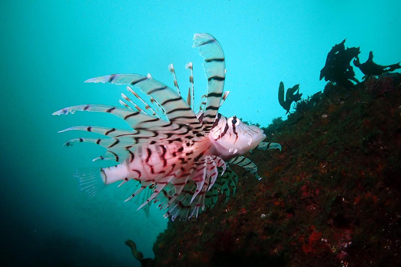 서귀포 섶섬 작은 한개창에서 크라켄(문어)과 조우