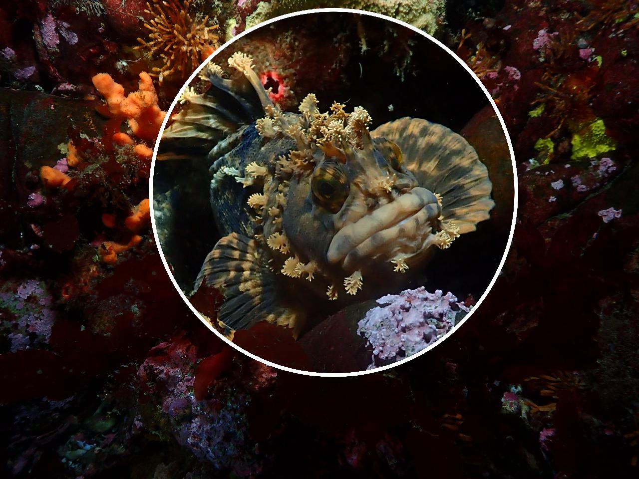 "괴도라치"라고 쓰고 "전복치"라고 부른다