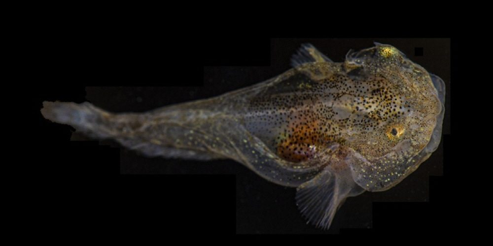 추운 곳에 사는 물고기는 왜 얼지 않을까?